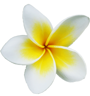 Sejour touristique thailande - Voyage Thailande - plumeria-flower
